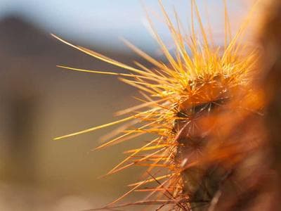 Social Media Content Pack — 50 Canva Templates